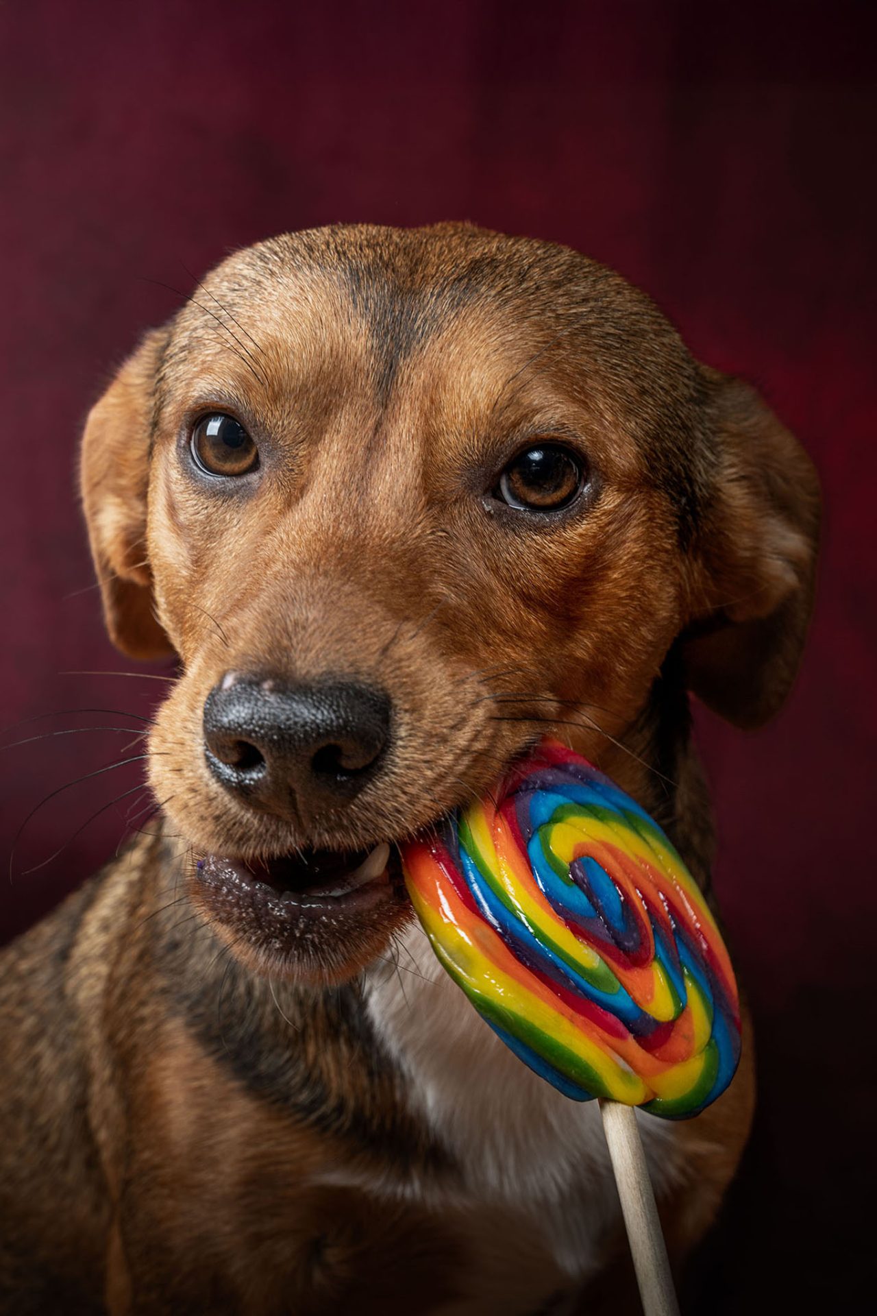 DogPhotoItaly DogPhotoItaly