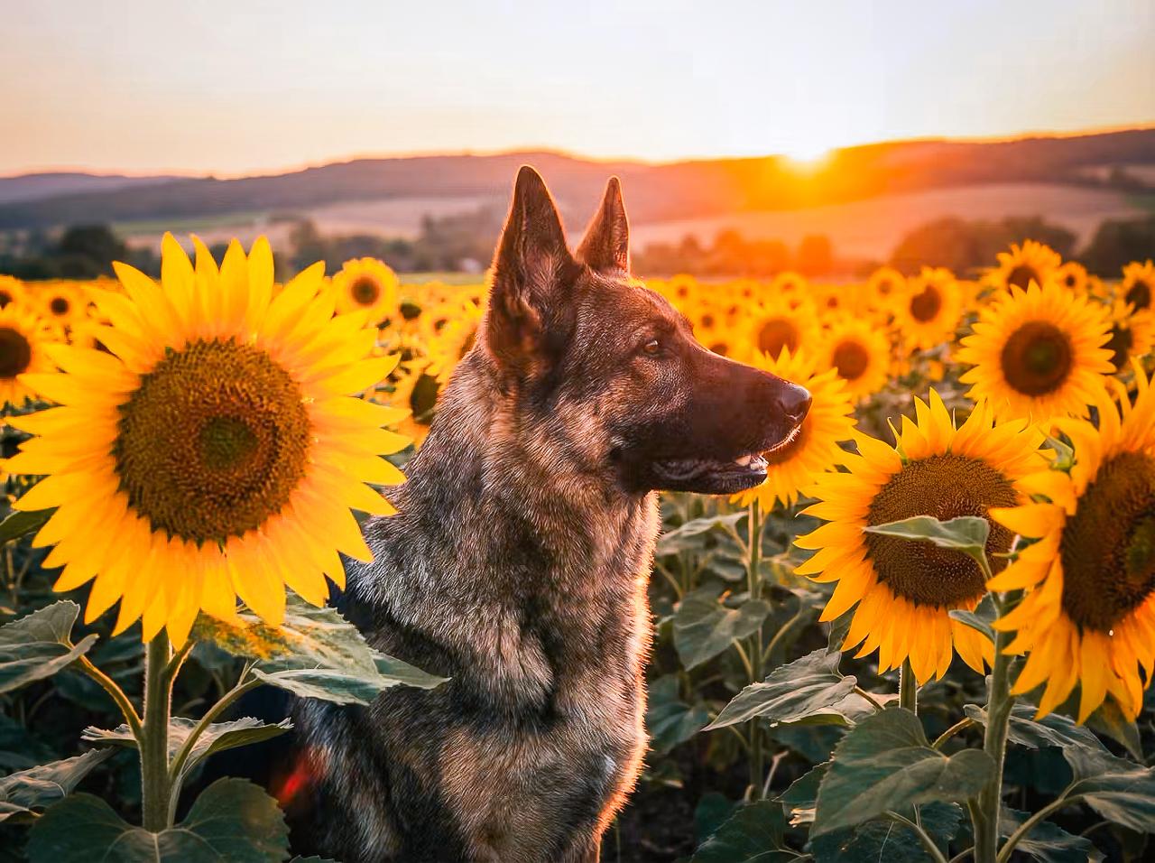 DogPhotoItaly DogPhotoItaly